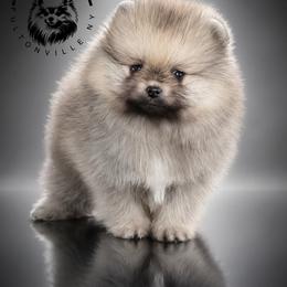 Grizz - Cream sable male Pomeranian puppy in Fultonville, New York from Sandy Aussies & Pomeranians