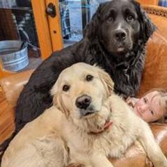 Bernese Mountain Dog, Golden Mountain Dog, and Golden Retriever Puppies from Canyon Meadows Farm