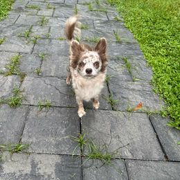 Lola - Chihuahua