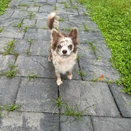 Lola - Chihuahua