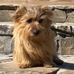 Giulia - Norfolk Terrier