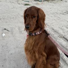 Queenie - Irish Setter
