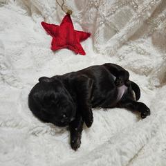 Girl 4 - Black female Whoodle puppy in O'neill, Nebraska from Willowdale Doodles
