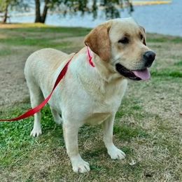 Norrie - Labrador Retriever