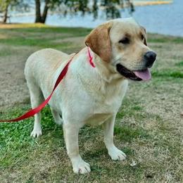 Norrie - Labrador Retriever