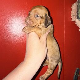 Butch Cassidy - Red male Dachshund puppy in Deming, New Mexico from FoxieDoxies of New Mexico