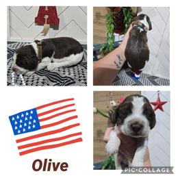 Boy 6 OLIVE - Liver white and tan male English Springer Spaniel puppy in Saginaw, Michigan from Kemerer Springers
