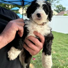 Tan - Black and white male Bernedoodle puppy in Southampton, Pennsylvania from Pumpkin Patch Doodles