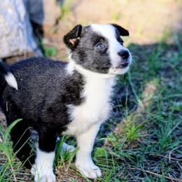 Maisy - Black and white female Border Collie puppy in Custer, South Dakota from Pinpoint Border Collies