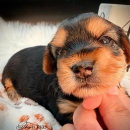 Standard girl grey - Black and tan female Yorkshire Terrier puppy in Machesney Park, Illinois from Three Yorkie Family