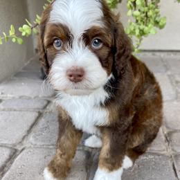 Chilli - Tri-color male Bernedoodle puppy in Superior, Arizona from Mountain Bridge Doodles