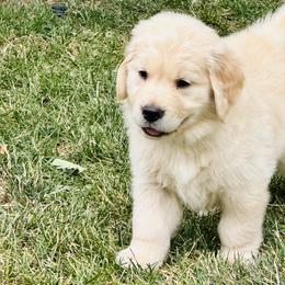 Hank - Golden male Golden Retriever puppy in Denver, Colorado from Amore Doro’ N Marshell Golden’s