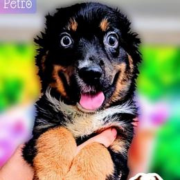 Petro - Black tri male Miniature Australian Shepherd puppy in Punta Gorda, Florida from Christie's Creekside Aussies