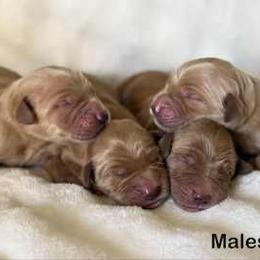 Boy 3 - Dark golden male Golden Retriever puppy in Moreno Valley, California from Growing Up Goldens