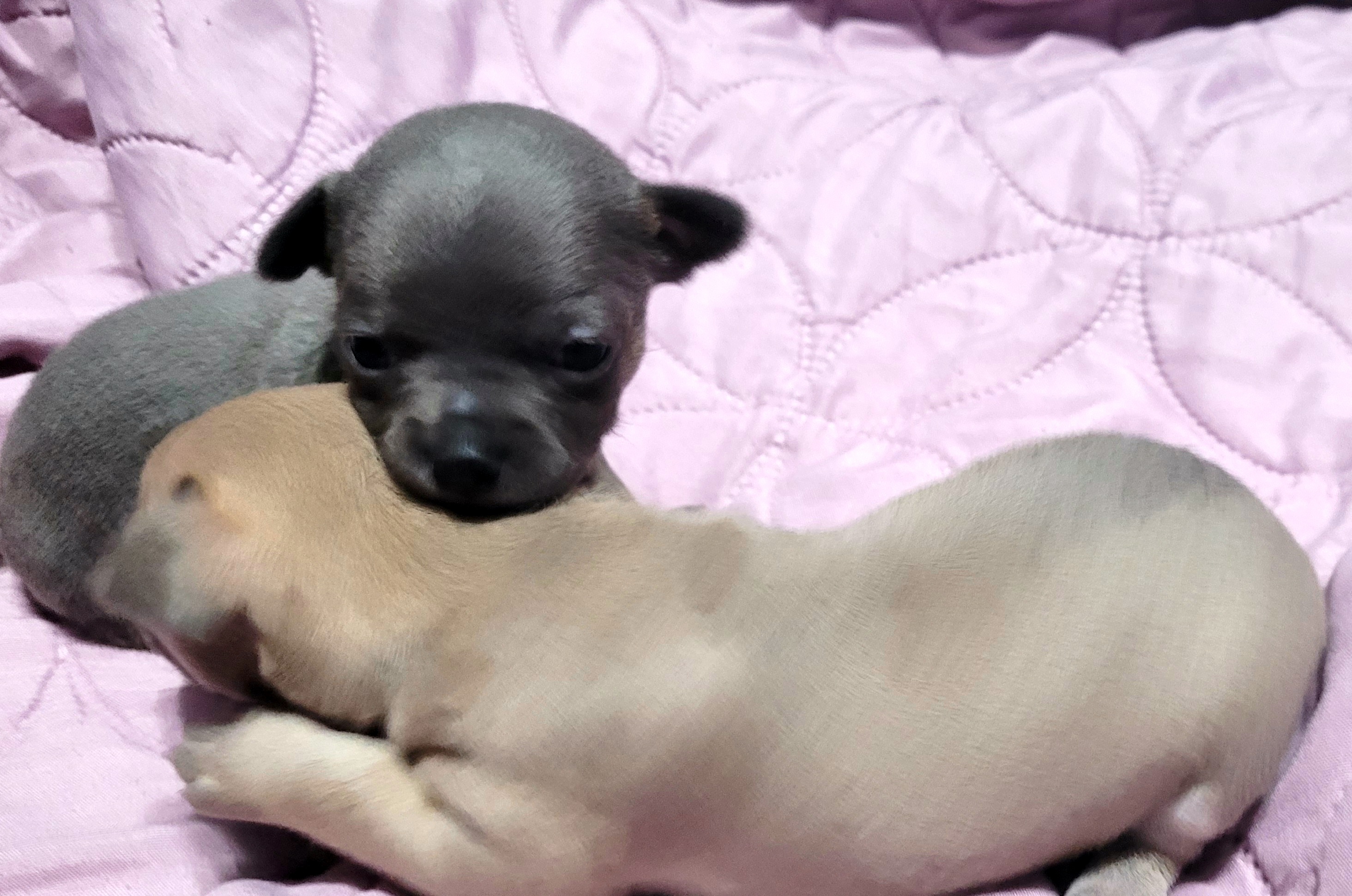 Akita and Chihuahua Puppies from Robinson Rare Chihuahuas & Robinson AKC Akita's