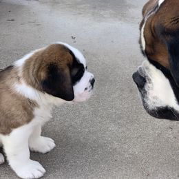 Saint Bernard Puppies from Avant-Gard Saint Bernards