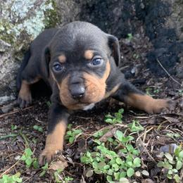 Girl 5 - Black female Catahoula Leopard Dog puppy in Gadsden, Alabama from Rich Cat’s