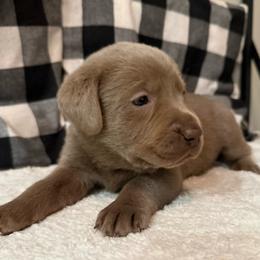 Purple- Silver - Silver female Dilute Retriever puppy in Marion, Illinois from Summer Lovin’ Labradors of Southern Illinois