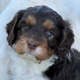 Beagle, Cavalier King Charles Spaniel, and Cavapoo Puppies from Beagles and Beyond, LLC