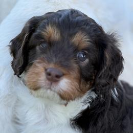 Beagle, Cavalier King Charles Spaniel, and Cavapoo Puppies from Beagles and Beyond, LLC