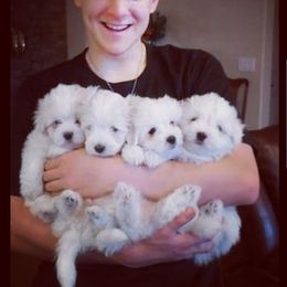 Coton de Tulear Puppies from Classy Cotons