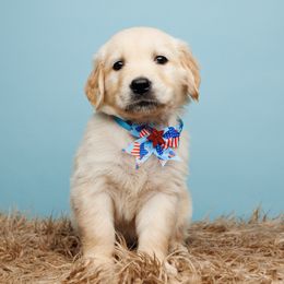 Star - Golden Golden Retriever puppy in Heber City, Utah from Wasatch Back Companions