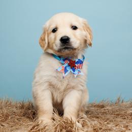 Star - Golden Golden Retriever puppy in Heber City, Utah from Wasatch Back Companions