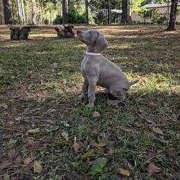 Weimaraner Puppies from Greyborn Weimaraners