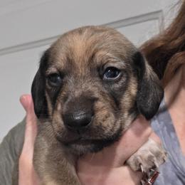 Maevis's shaded red dapple smooth puppy - Red male Dachshund puppy in Declo, Idaho from Dozendachs