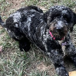 Goldendoodles from River Road Goldendoodles