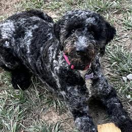 Goldendoodles from River Road Goldendoodles