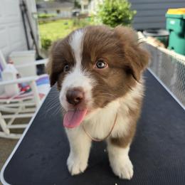 Australian Shepherd Puppies from Starlit Grove Australian Shepherds