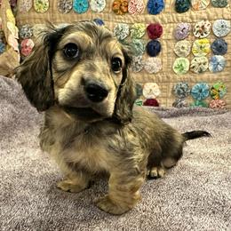 Queso - Cream male Dachshund puppy in Hensley, Arkansas from The Dachshund Barn