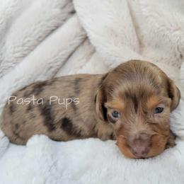AKC Macademia - Dapple female Dachshund puppy in Texarkana, Arkansas from Pasta Pups Miniature Dachshunds