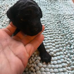 Black - Black male Goldendoodle puppy in Burien, Washington from South Sound Doodles