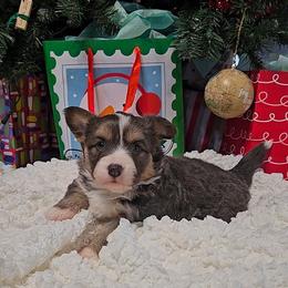 Zara - Blue female Pembroke Welsh Corgi puppy in Norwood, Missouri from McGraw's Paws 🐾