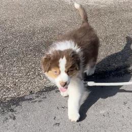 Australian Shepherd Puppies from AD's Australian Shepherds