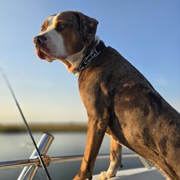 Loki - Catahoula Leopard Dog