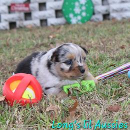 Sneezy - Blue merle female Toy Australian Shepherd puppy in Springfield, Missouri from Long's lil Aussies