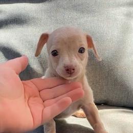 Moose - Merle male Chihuahua puppy in Alvord, Texas from Gift of Gods Favor