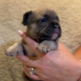 Zirka (Zirochka) - Blue fawn female French Bulldog puppy in Chesnee, South Carolina from Michael Shepherd