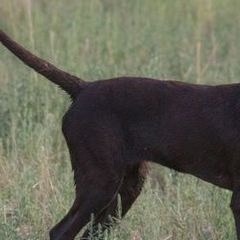Pudelpointers from Dale Parker