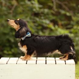 Murdock - Dachshund