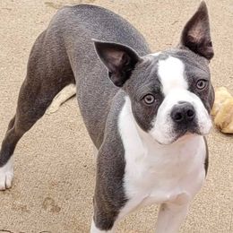 Quinn - Boston Terrier