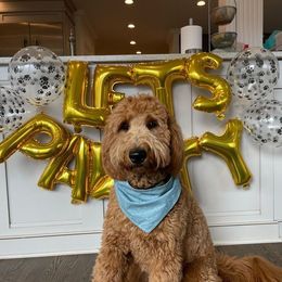 Goldendoodle Puppies from Barn House Doodles