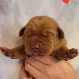 Labrador Retriever Puppies from Field and Family Labradors