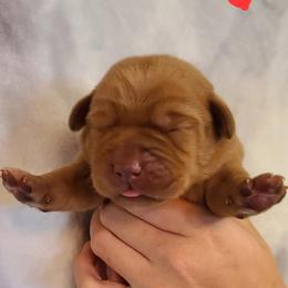 Labrador Retriever Puppies from Field and Family Labradors