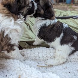 Shih Tzu Puppies from We Shih Tzu Not!