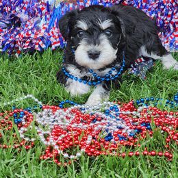 Zoey - Black and silver female Miniature Schnauzer puppy in Piedmont, Oklahoma from J&K's Miniature Schnauzers