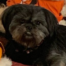 Raven - Shih Tzu